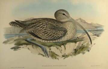 John Gould's Birds of Australia